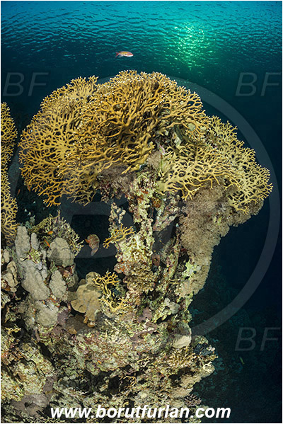 Marsa Shagra, Marsa Alam, Egypt, Red sea, Millepora dichotoma, Millepora, Milleporidae, Hydrozoa, Cnidaria, Cnidarian, Net fire coral, Fire coral, Reef