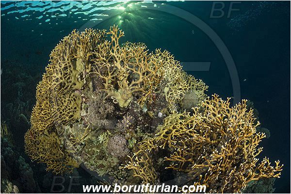 Marsa Shagra, Marsa Alam, Egypt, Red sea, Millepora dichotoma, Millepora, Milleporidae, Hydrozoa, Cnidaria, Cnidarian, Net fire coral, Fire coral, Reef