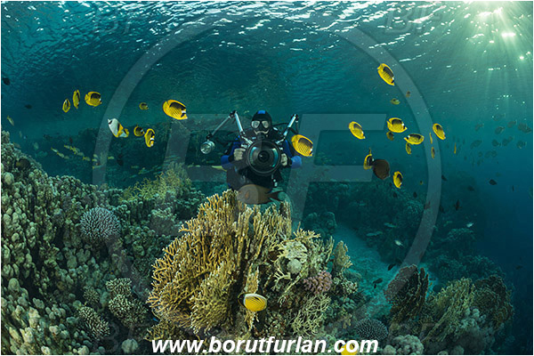 Marsa Shagra, Marsa Alam, Egypt, Red sea, Chaetodon fasciatus, Chaetodon, Chaetodontidae, Raccoon Butterflyfish, Butterflyfish, Fish, Fish school, Reef, Diver, Underwater photographer