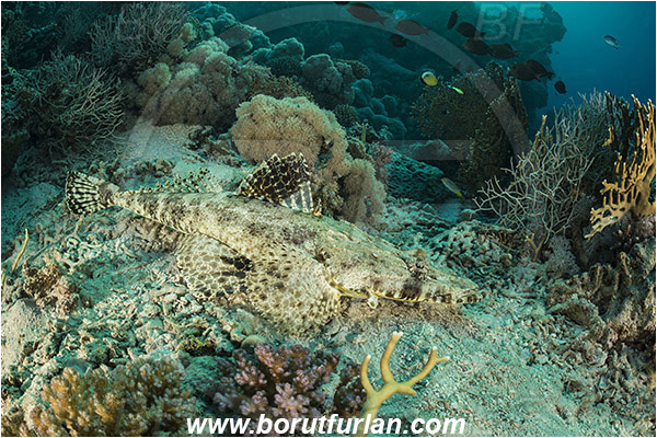 Marsa Shagra, Marsa Alam, Egypt, Red sea, Papilloculiceps longiceps, Papilloculiceps, Platycephalidae, Tentacled flathead, Flathead, Fish, Reef