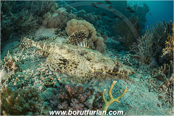 Marsa Shagra, Marsa Alam, Egypt, Red sea, Papilloculiceps longiceps, Papilloculiceps, Platycephalidae, Tentacled flathead, Flathead, Fish, Reef