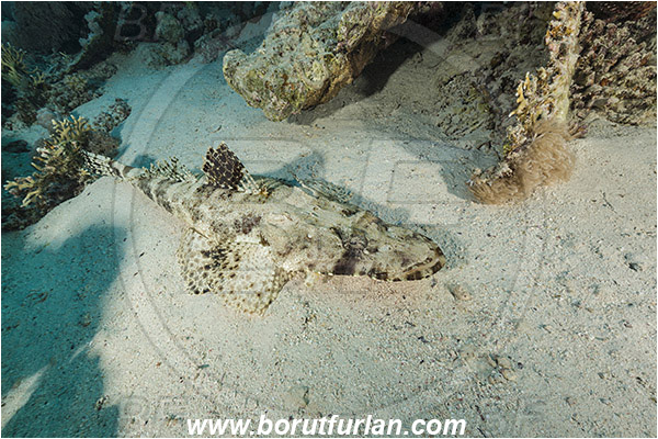 Marsa Shagra, Marsa Alam, Egypt, Red sea, Papilloculiceps longiceps, Papilloculiceps, Platycephalidae, Tentacled flathead, Flathead, Fish, Reef