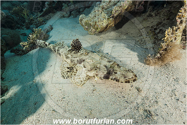 Marsa Shagra, Marsa Alam, Egypt, Red sea, Papilloculiceps longiceps, Papilloculiceps, Platycephalidae, Tentacled flathead, Flathead, Fish, Reef
