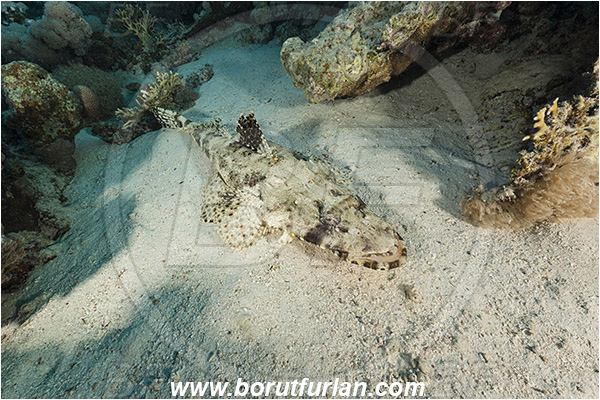 Marsa Shagra, Marsa Alam, Egypt, Red sea, Papilloculiceps longiceps, Papilloculiceps, Platycephalidae, Tentacled flathead, Flathead, Fish, Reef