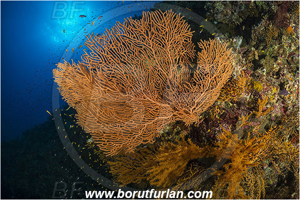 Elphinstone reef, Marsa Alam, Egypt, Red sea, Annella mollis, Annella, Subergorgiidae, Gorgonian Sea Fan, Giant Sea Fan, Gorgonia, Anthozoa, Cnidaria, Cnidarian, Reef