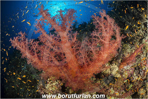 Elphinstone reef, Marsa Alam, Egypt, Red sea, Dendronephthya sp., Dendronephthya, Nephtheidae, Soft coral, Coral, Anthozoa, Cnidaria, Cnidarian, Reef