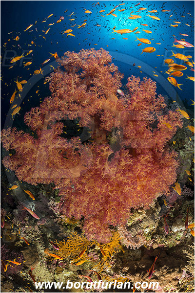 Elphinstone reef, Marsa Alam, Egypt, Red sea, Dendronephthya sp., Dendronephthya, Nephtheidae, Soft coral, Coral, Anthozoa, Cnidaria, Cnidarian, Pseudanthias squamipinnis, Pseudanthias, Serranidae, Lyretail Anthias, Sea goldie, Anthias, Fish, Fish school, Reef
