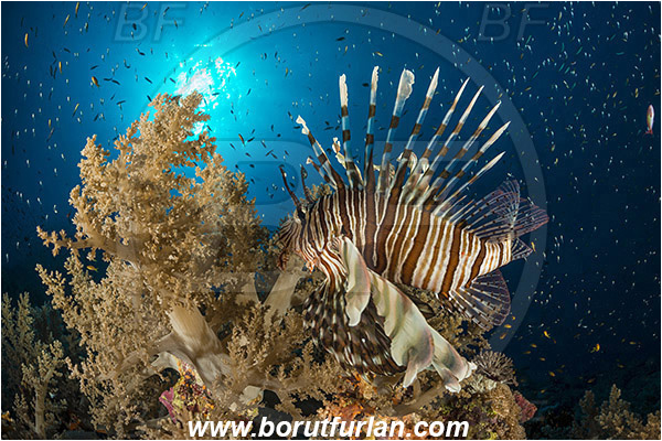 Elphinstone reef, Marsa Alam, Egypt, Red sea, Pterois volitans, Pterois, Scorpaenidae, Red lionfish, Lionfish, Fish, Reef
