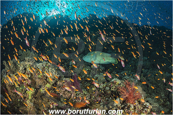 Elphinstone reef, Marsa Alam, Egypt, Red sea, Cheilinus undulatus, Cheilinus, Labridae, Napoleon Wrasse, Humphead wrasse, Wrasse, Pseudanthias squamipinnis, Pseudanthias, Serranidae, Lyretail Anthias, Sea goldie, Anthias, Fish, Fish school, Reef
