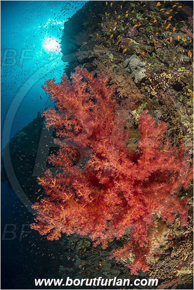 Elphinstone reef, Marsa Alam, Egypt, Red sea, Dendronephthya sp., Dendronephthya, Nephtheidae, Soft coral, Coral, Anthozoa, Cnidaria, Cnidarian, Reef