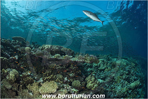 Elphinstone reef, Marsa Alam, Egypt, Red sea, Pterocaesio chrysozona, Pterocaesio, Caesionidae, Goldband fusilier, Fusilier, Carangoides bajad, Carangoides, Carangidae, Orangespotted Trevally, Trevally, Fish, Fish school, Reef