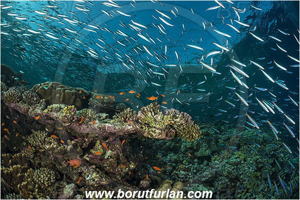 Elphinstone reef, Marsa Alam, Egypt, Red sea, Pterocaesio chrysozona, Pterocaesio, Caesionidae, Goldband fusilier, Fusilier, Fish, Fish school, Reef