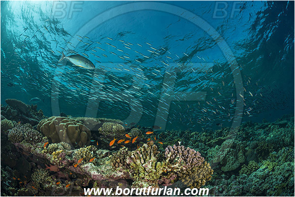 Elphinstone reef, Marsa Alam, Egypt, Red sea, Pterocaesio chrysozona, Pterocaesio, Caesionidae, Goldband fusilier, Fusilier, Carangoides bajad, Carangoides, Carangidae, Orangespotted Trevally, Trevally, Fish, Fish school, Reef