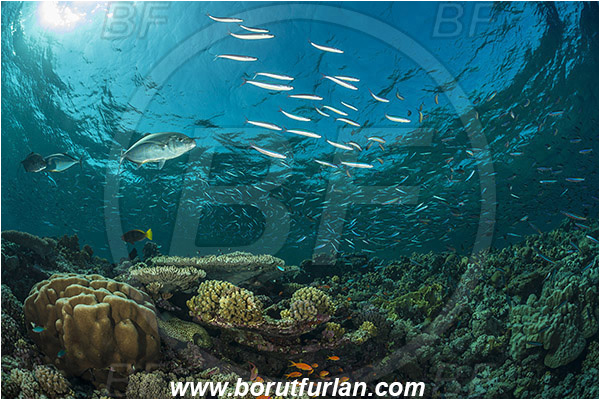 Elphinstone reef, Marsa Alam, Egypt, Red sea, Pterocaesio chrysozona, Pterocaesio, Caesionidae, Goldband fusilier, Fusilier, Carangoides bajad, Carangoides, Carangidae, Orangespotted Trevally, Trevally, Fish, Fish school, Reef