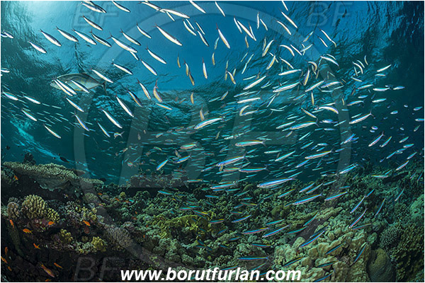 Elphinstone reef, Marsa Alam, Egypt, Red sea, Pterocaesio chrysozona, Pterocaesio, Caesionidae, Goldband fusilier, Fusilier, Fish, Fish school, Reef