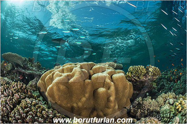 Elphinstone reef, Marsa Alam, Egypt, Red sea, Platygyra sp., Platygyra, Meandrinidae, Brain coral, Coral, Hard coral, Cnidaria, Cnidarian, Reef