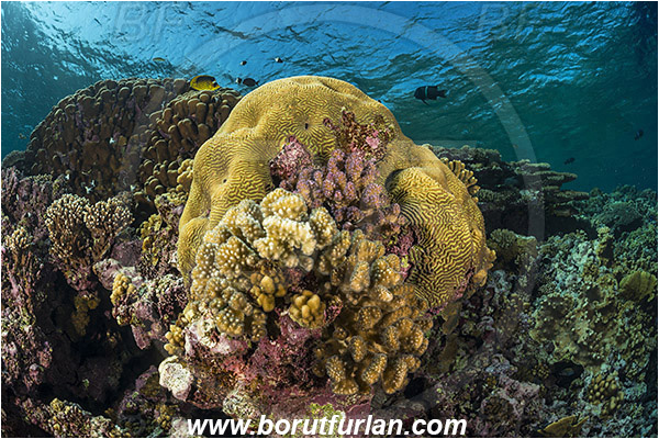 Elphinstone reef, Marsa Alam, Egypt, Red sea, Platygyra sp., Platygyra, Meandrinidae, Brain coral, Coral, Hard coral, Cnidaria, Cnidarian, Reef