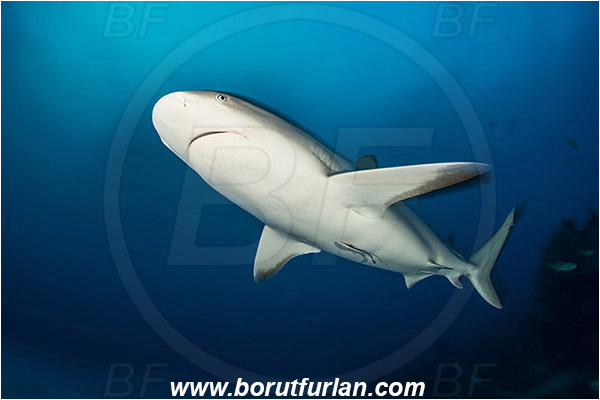 Tiger beach, Bahamas, Atlantic ocean, Carcharhinus perezii, Carcharhinus, Carcharhinidae, Elasmobranchii, Caribbean reef shark, Shark, Fish