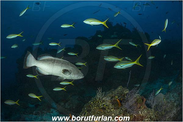 Tiger beach, Bahamas, Atlantic ocean, Mycteroperca bonaci, Mycteroperca, Serranidae, Black grouper, Grouper, Ocyurus chrysurus, Ocyurus, Lutjanidae, Yellowtail snapper, Snapper, Fish, Fish school, Reef