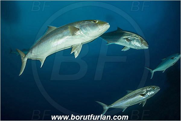 Tiger beach, Bahamas, Atlantic ocean, Seriola dumerili, Seriola, Carangidae, Greater Amberjack, Amberjack, Jack, Fish, Fish school
