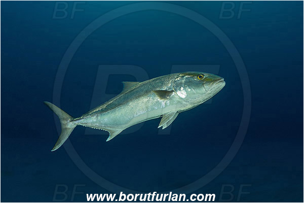 Tiger beach, Bahamas, Atlantic ocean, Seriola dumerili, Seriola, Carangidae, Greater Amberjack, Amberjack, Jack, Fish, Sand