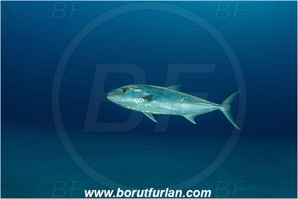Tiger beach, Bahamas, Atlantic ocean, Seriola dumerili, Seriola, Carangidae, Greater Amberjack, Amberjack, Jack, Fish, Sand