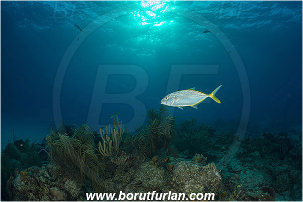 Tiger beach, Bahamas, Atlantic ocean, Carangoides bartholomaei, Carangoides, Carangidae, Yellow jack, Trevally, Jack, Fish, Reef