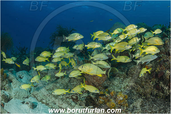 Tiger beach, Bahamas, Atlantic ocean, Haemulon flavolineatum, Haemulon, Haemulidae, French grunt, Grunt, Fish, Fish school, Reef