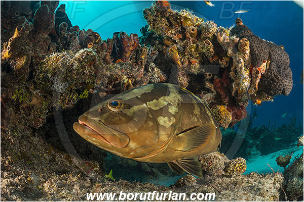 Tiger beach, Bahamas, Atlantic ocean, Epinephelus striatus, Epinephelus, Serranidae, Nassau grouper, Grouper, Fish, Reef