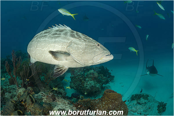 Tiger beach, Bahamas, Atlantic ocean, Mycteroperca bonaci, Mycteroperca, Serranidae, Black grouper, Grouper, Fish, Reef