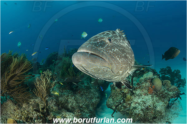 Tiger beach, Bahamas, Atlantic ocean, Mycteroperca bonaci, Mycteroperca, Serranidae, Black grouper, Grouper, Fish, Reef, Portrait