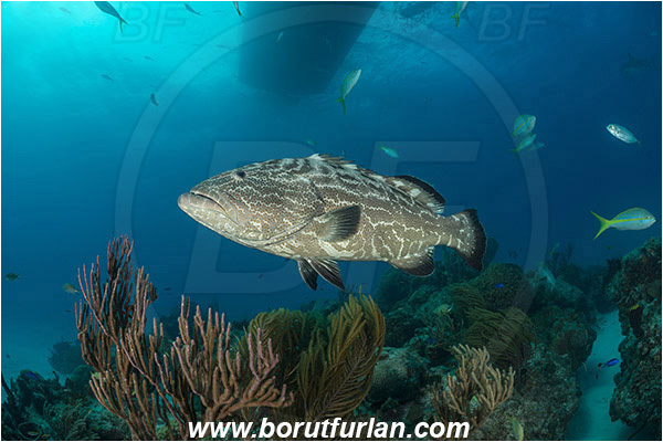 Tiger beach, Bahamas, Atlantic ocean, Mycteroperca bonaci, Mycteroperca, Serranidae, Black grouper, Grouper, Fish, Reef, Boat
