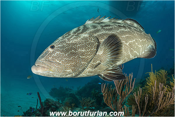 Tiger beach, Bahamas, Atlantic ocean, Mycteroperca bonaci, Mycteroperca, Serranidae, Black grouper, Grouper, Fish, Reef