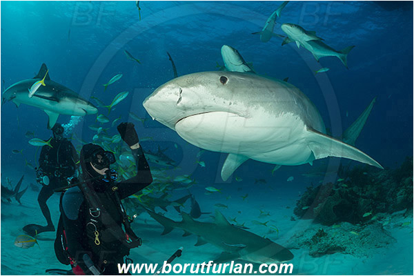 Tiger beach, Bahamas, Atlantic ocean, Galeocerdo cuvier, Galeocerdo, Carcharhinidae, Elasmobranchii, Tiger shark, Shark, Fish, Reef, Diver