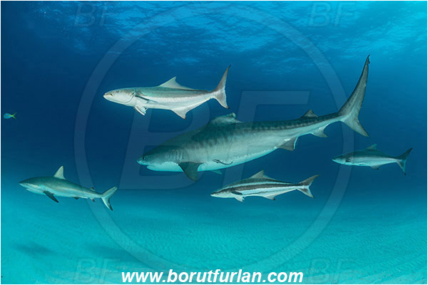 Tiger beach, Bahamas, Atlantic ocean, Galeocerdo cuvier, Galeocerdo, Carcharhinidae, Elasmobranchii, Tiger shark, Shark, Rachycentron canadum, Rachycentron, Rachycentridae, Cobia, Fish, Sand
