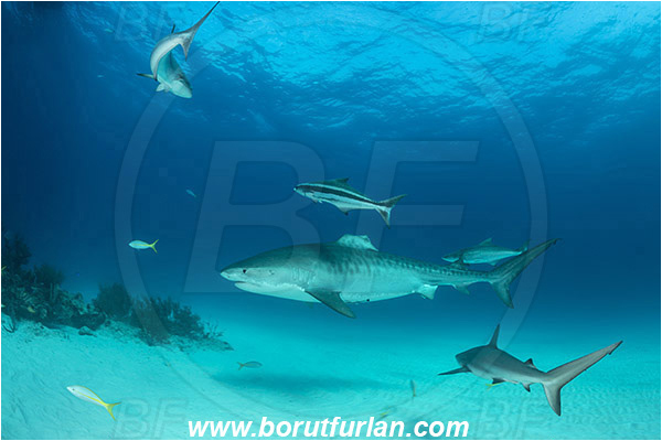 Tiger beach, Bahamas, Atlantic ocean, Galeocerdo cuvier, Galeocerdo, Carcharhinidae, Elasmobranchii, Tiger shark, Shark, Rachycentron canadum, Rachycentron, Rachycentridae, Cobia, Fish, Reef, Sand