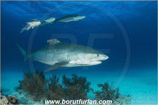 Tiger beach, Bahamas, Atlantic ocean, Galeocerdo cuvier, Galeocerdo, Carcharhinidae, Elasmobranchii, Tiger shark, Shark, Rachycentron canadum, Rachycentron, Rachycentridae, Cobia, Fish, Reef, Sand