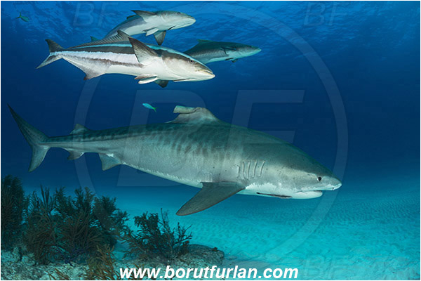 Tiger beach, Bahamas, Atlantic ocean, Galeocerdo cuvier, Galeocerdo, Carcharhinidae, Elasmobranchii, Tiger shark, Shark, Rachycentron canadum, Rachycentron, Rachycentridae, Cobia, Fish, Reef, Sand