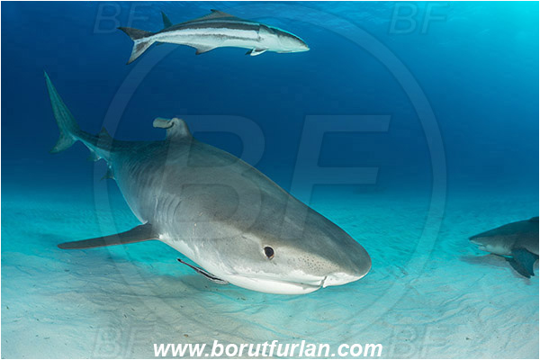 Tiger beach, Bahamas, Atlantic ocean, Galeocerdo cuvier, Galeocerdo, Carcharhinidae, Elasmobranchii, Tiger shark, Shark, Rachycentron canadum, Rachycentron, Rachycentridae, Cobia, Fish, Sand