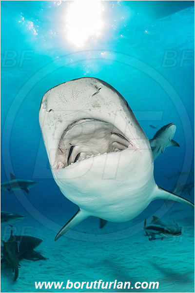 Tiger beach, Bahamas, Atlantic ocean, Galeocerdo cuvier, Galeocerdo, Carcharhinidae, Elasmobranchii, Tiger shark, Shark, Fish, Sand, Open mouth