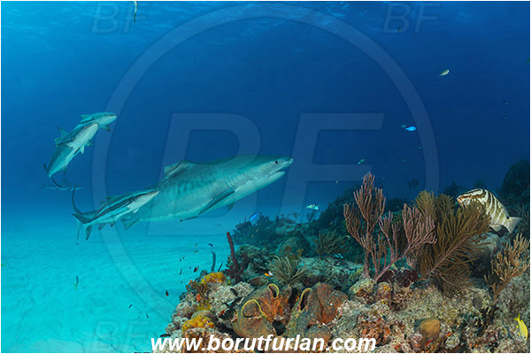 Tiger beach, Bahamas, Atlantic ocean, Galeocerdo cuvier, Galeocerdo, Carcharhinidae, Elasmobranchii, Tiger shark, Shark, Rachycentron canadum, Rachycentron, Rachycentridae, Cobia, Fish, Reef