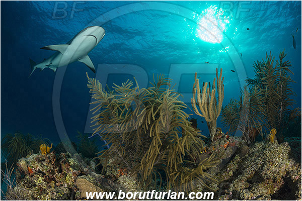 Tiger beach, Bahamas, Atlantic ocean, Carcharhinus perezii, Carcharhinus, Carcharhinidae, Elasmobranchii, Caribbean reef shark, Shark, Fish, Pseudoplexaura sp., Pseudoplexaura, Plexauridae, Gorgonian porous sea rod, Soft coral, Coral, Anthozoa, Cnidaria, Cnidarian, Reef