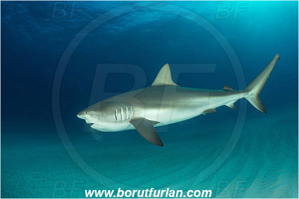 Tiger beach, Bahamas, Atlantic ocean, Carcharhinus perezii, Carcharhinus, Carcharhinidae, Elasmobranchii, Caribbean reef shark, Shark, Fish, Sand