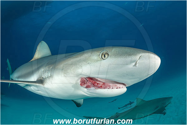 Tiger beach, Bahamas, Atlantic ocean, Carcharhinus perezii, Carcharhinus, Carcharhinidae, Elasmobranchii, Caribbean reef shark, Shark, Fish, Sand, Wounded mouth