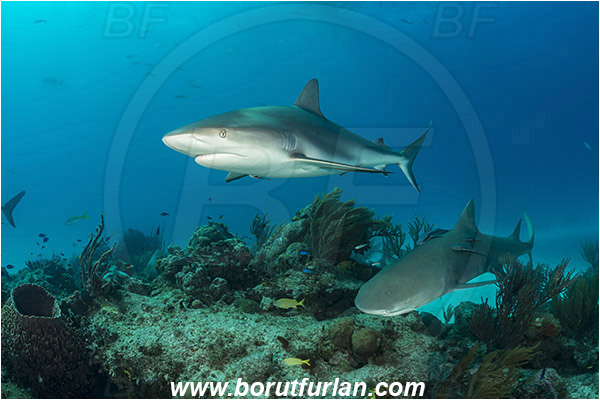 Tiger beach, Bahamas, Atlantic ocean, Carcharhinus perezii, Carcharhinus, Carcharhinidae, Elasmobranchii, Negaprion brevirostris, Negaprion, Lemon shark, Caribbean reef shark, Shark, Fish, Reef