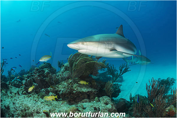 Tiger beach, Bahamas, Atlantic ocean, Carcharhinus perezii, Carcharhinus, Carcharhinidae, Elasmobranchii, Caribbean reef shark, Shark, Fish, Reef