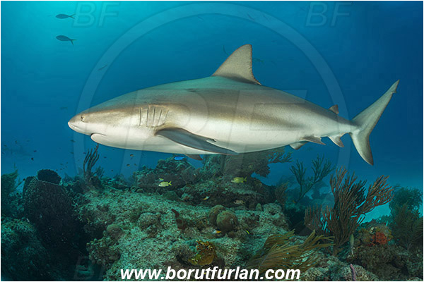 Tiger beach, Bahamas, Atlantic ocean, Carcharhinus perezii, Carcharhinus, Carcharhinidae, Elasmobranchii, Caribbean reef shark, Shark, Fish, Reef