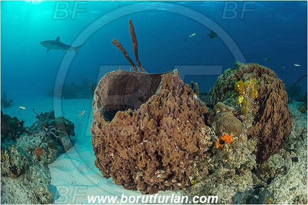 Tiger beach, Bahamas, Atlantic ocean, Reef, Xestospongia muta, Xestospongia, Petrosiidae, Giant Sponge, Sponge, Porifera, Carcharhinus perezii, Carcharhinus, Carcharhinidae, Elasmobranchii, Caribbean reef shark, Shark, Fish