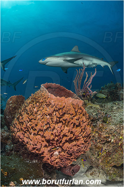 Tiger beach, Bahamas, Atlantic ocean, Reef, Xestospongia muta, Xestospongia, Petrosiidae, Giant Sponge, Sponge, Porifera, Carcharhinus perezii, Carcharhinus, Carcharhinidae, Elasmobranchii, Caribbean reef shark, Shark, Fish