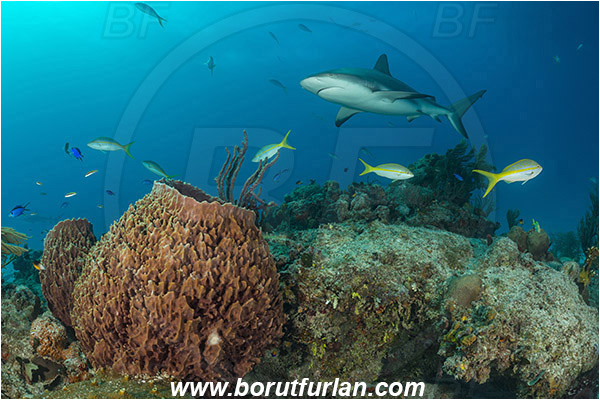 Tiger beach, Bahamas, Atlantic ocean, Reef, Xestospongia muta, Xestospongia, Petrosiidae, Giant Sponge, Sponge, Porifera, Carcharhinus perezii, Carcharhinus, Carcharhinidae, Elasmobranchii, Caribbean reef shark, Shark, Fish
